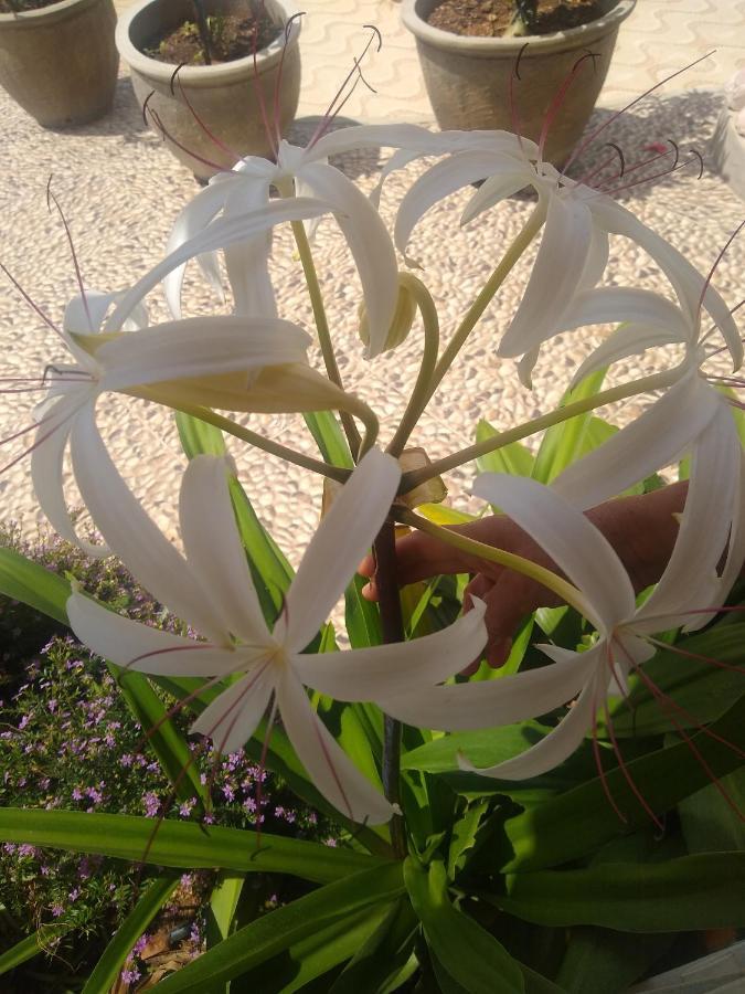Flor De Mandacaru Pousada Boqueirao  Zewnętrze zdjęcie