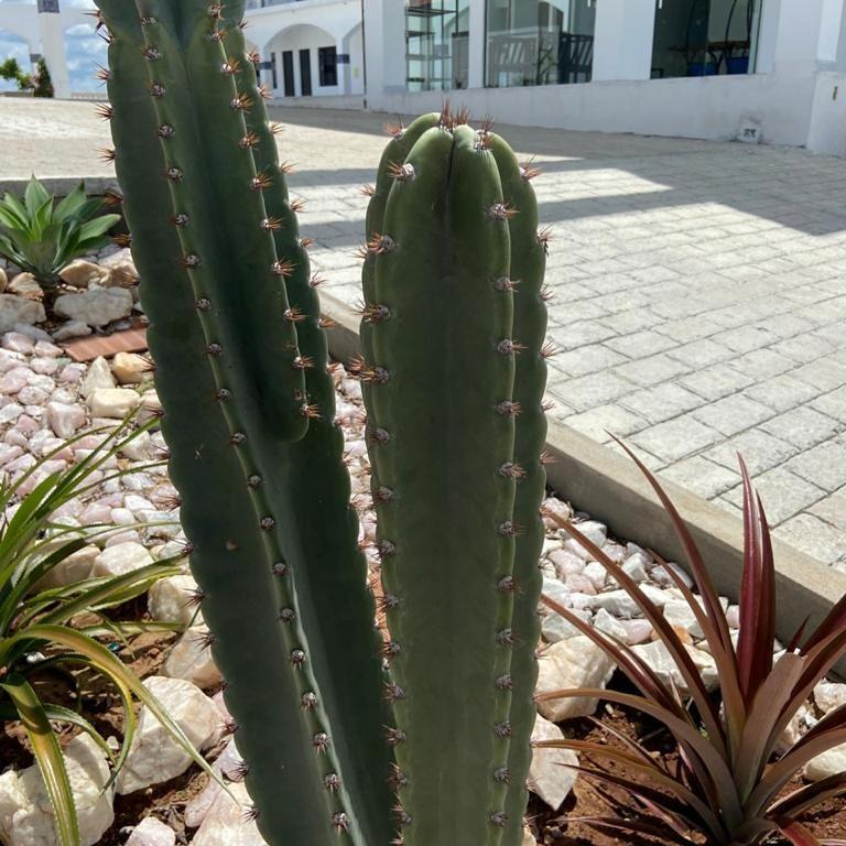 Flor De Mandacaru Pousada Boqueirao  Zewnętrze zdjęcie
